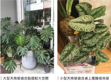 綠 點綴完美生活decorate Life With Plants